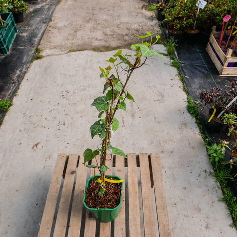 Bluszcz pospolity Białystok (C2)