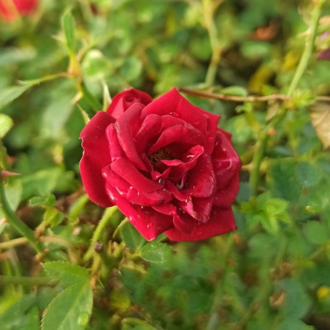 Róża okrywowa The Fairy Red czerwona (C2)