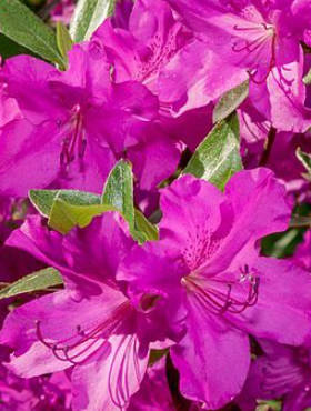 Azalia japońska Blaue Donau (C2)