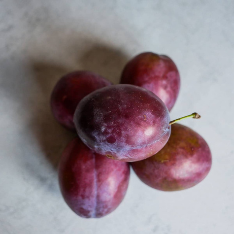 Śliwa President w doniczce (C2)