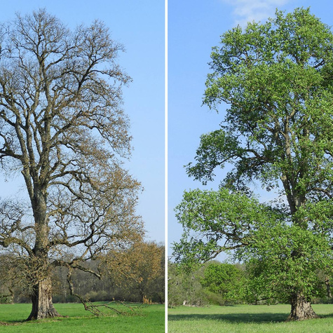 Wiąz szypułkowy (C2)