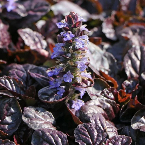 Dąbrówka rozłogowa Atropurpurea (C2)