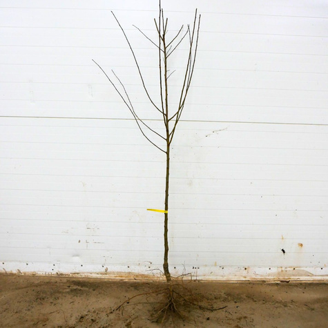 Śliwko-nektaryna Śliwonektaryna Plant Pack