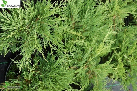 Jałowiec płożący Plumosa gniazdko