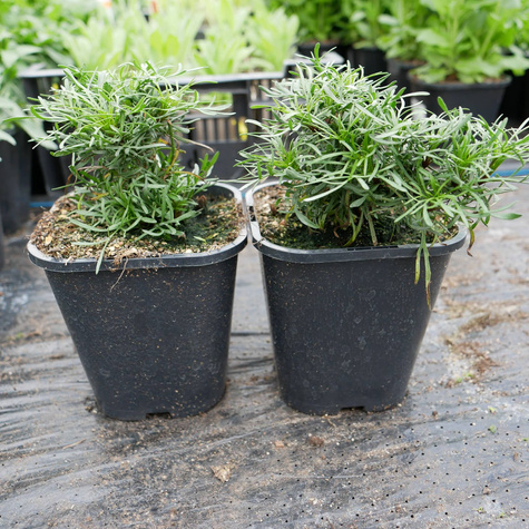 Nachyłek okółkowy (C2)