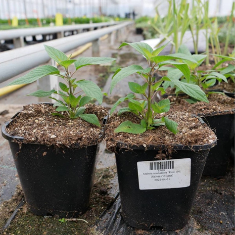 Szałwia ananasowa Pino (C2)