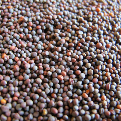 Rzepa pastewna ścierniskowa cena za 1 kg