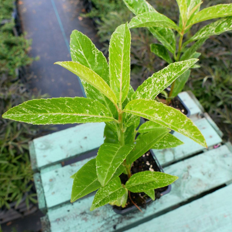 Laurowiśnia wschodnia Marbled White (P9)