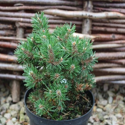 Sosna górska Pal Maleter Pa (C2)