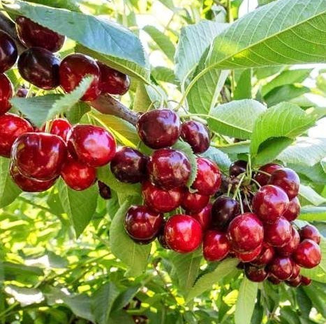 Czereśnia SAMOPŁODNA Skeena w doniczce (C2)