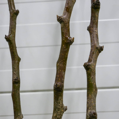 Grusza Radana Plant Pack