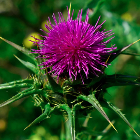 Ostropest plamisty 2,0g