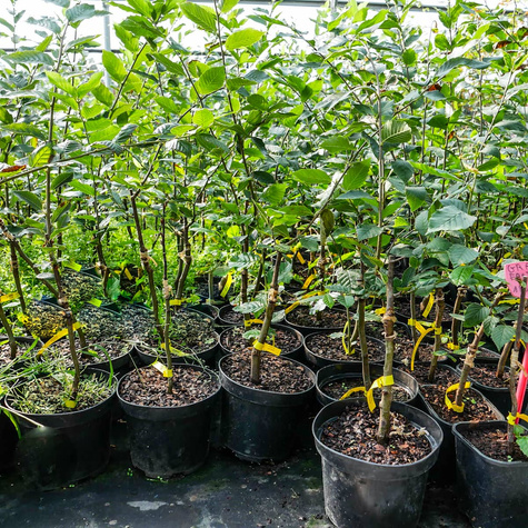 Grab Pospolity Fastigiata Kolumnowy NP