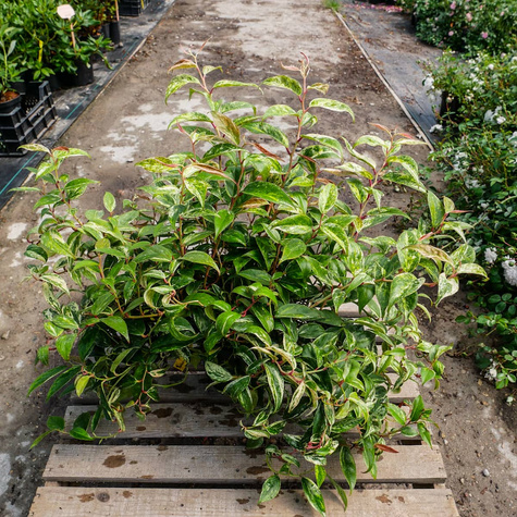 Kiścień Wawrzynowy Makijaż (C2)