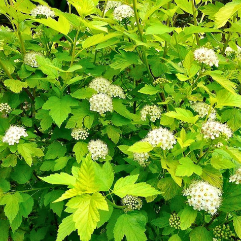 Pęcherznica kalinolistna Dart's Gold (P9)