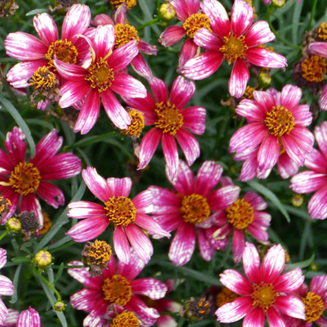 Nachyłek okółkowy Sunstar Rose (C2)