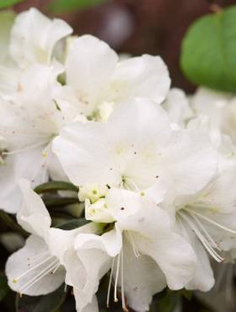 Azalia japońska Pleasant White