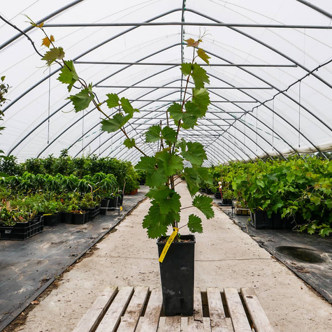 Winorośl winogrona Zilga (C2)