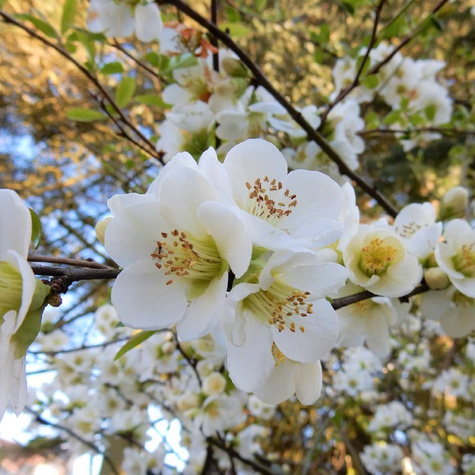 Pigwowiec okazały Nivalis Szczepiony na pniu PA60 (C2)