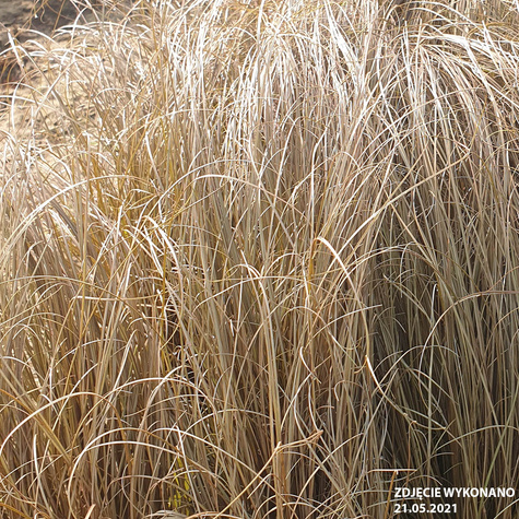 Turzyca włosista Bronco