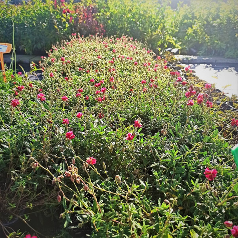 Posłonek ogrodowy Cerise Queen (C2)