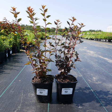 Pęcherznica kalinolistna Little Angel (C2)