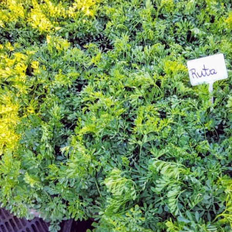 Ruta zwyczajna o wszechstronnym działaniu (C2)