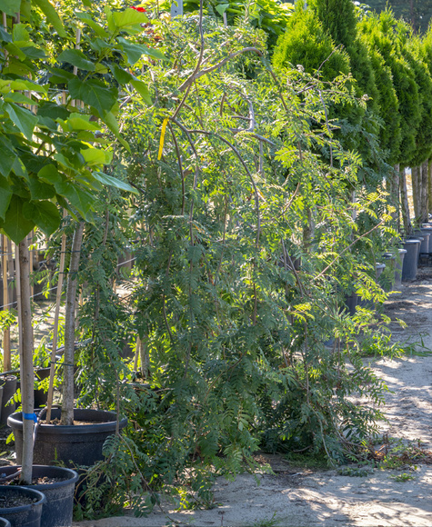 Jarząb pospolity Pendula szczepiona na pniu (Pa 120/140, obw. 8/10, H-180/200)