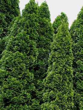 Thuja Tuja Żywotnik zachodni 'Spiralis Mini' (C2)