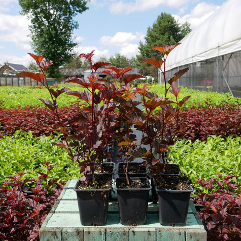 Pęcherznica kalinolistna Centre Glow (P9)