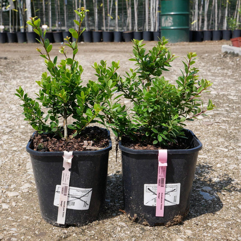 Ostrokrzew bukszpanowy karbowanolistny 'Green Hedge' (C2)