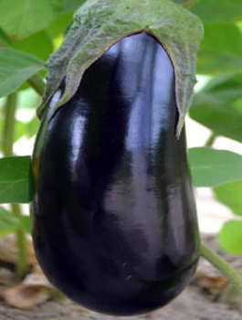 Oberżyna Bakłażan BLACK BEAUTY 1g