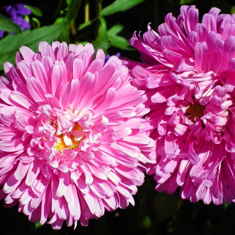 Aster chiński książęcy wysoki różowy 1 g