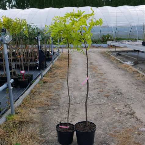 Robinia Akacjowa Akacja Złota Frisia Szczepiona Na Pniu