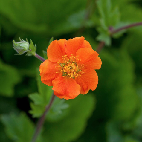 Kuklik szkarłatny Queen of Orange (C2)