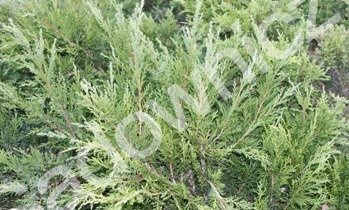 Jałowiec wirginijski 'Tripartita'