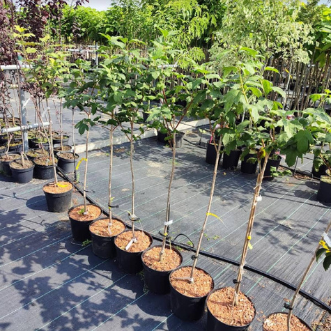 Kalina szczepiona na pniu (C2)