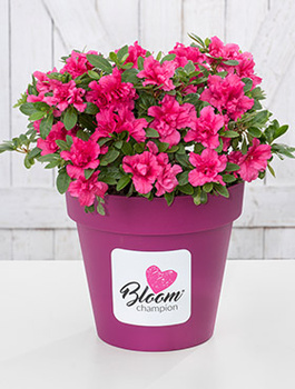 Mini Azalia BloomChampion Fioletowa powtarzająca kwitnienie
