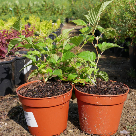 Tawulec pogięty Tanaki (C2)