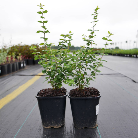 Śnieguliczka Doorenbosa 'Magic Berry' (C2)