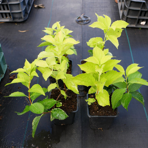 Jaśminowiec wonny Aureus (P9)