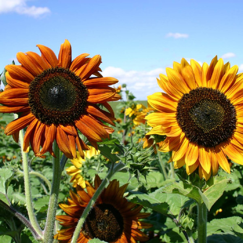 Słonecznik ozd. jednopędowy mix Helianthus annuus L. 100 g