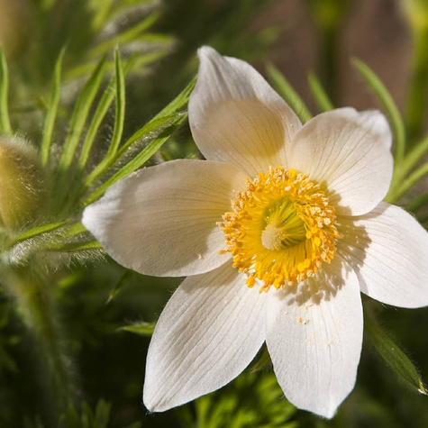 Sasanka zwyczajna Alba (C2)