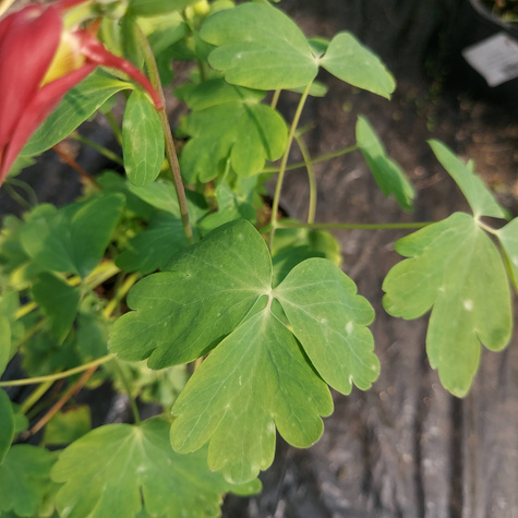 Orlik Earlybird Red White (C2)