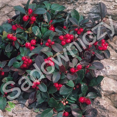 Golteria pełzająca Merry Berry Big Red