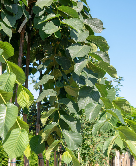 Wiąz Camperdowni szczepiony na pniu (Pa 200, obw. 8/12, H-250)