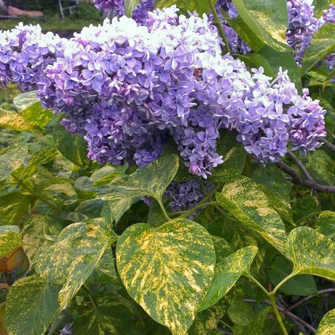 Lilak pospolity Aucubaefolia (C2)