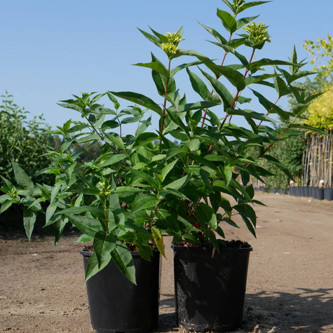 Zadrzewnia bezogonkowa Butterfly (C2)