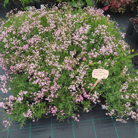 Gipsówka rozesłana Filou Rose (C2)