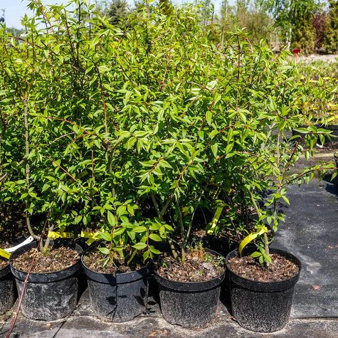 Trzmielina oskrzydlona (C2)